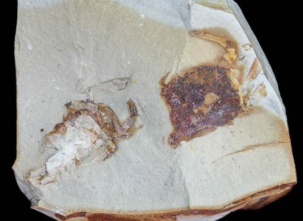 Two Fossil Pea Crabs (Pinnixa) From California (Pos/Neg) - Miocene #85310